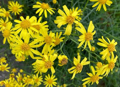 Senecio inaquidens 