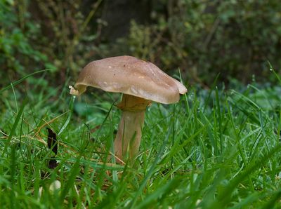 Tricholoma ustale