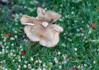 Tricholoma ustale