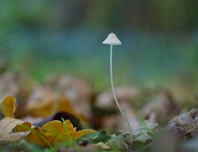 Mycena filopes