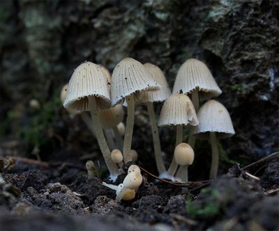 Coprinellus disseminatus