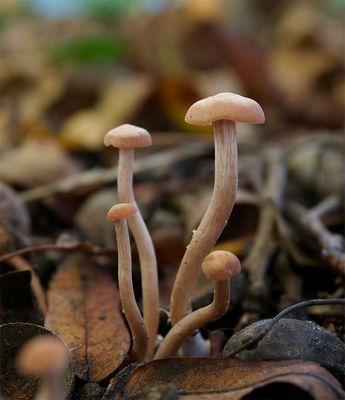 Laccaria laccata 