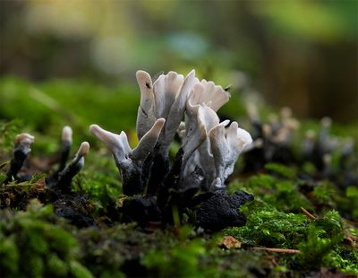 Xylaria hypoxylon