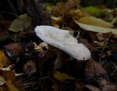 Clitopilus prunulus
