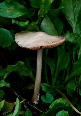 Volvariella gloiocephala