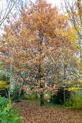 Quercus robur