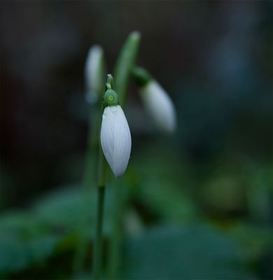 Galanthus nivalis