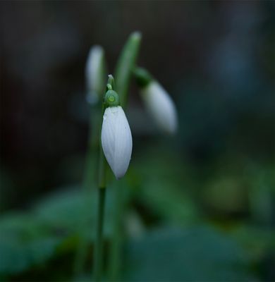 Galanthus nivalis  