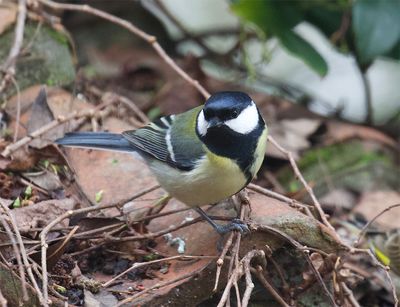 Great Tit 