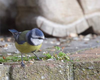 Blue Tit 