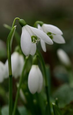 Galanthus nivalis 