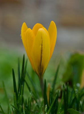 Crocus