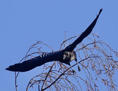 Carrion Crow