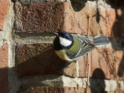 Great Tit 