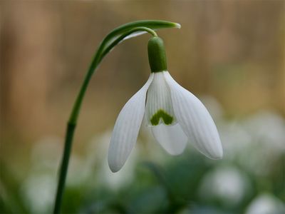 Galanthus nivalis 