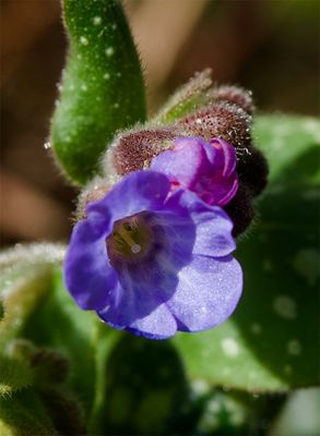 Pulmonaria officinalis  