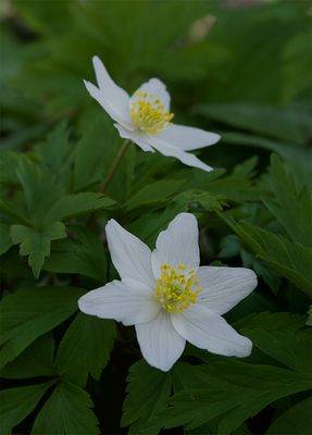 Anemone nemorosa  