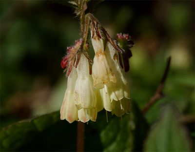 Symphytum tuberosum 