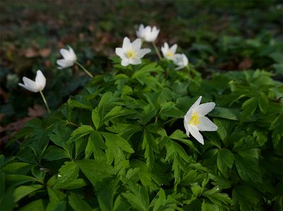 Anemone nemorosa 