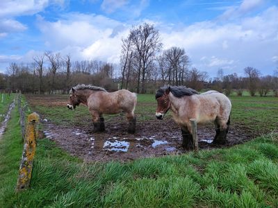 Belgian draft horses