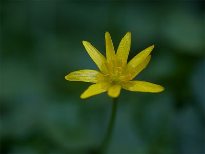 Ranunculus ficaria 