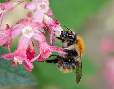 Bombus pascuorum
