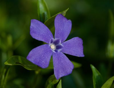 Vinca minor 