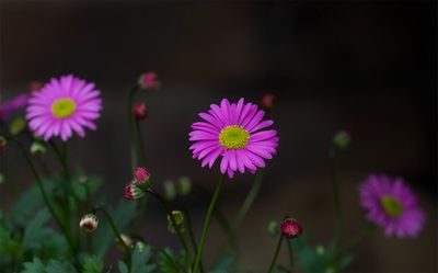 Australian Daisy