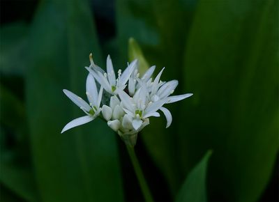 Allium ursinum 