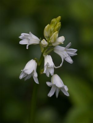 Hyacinthoides hispanica 