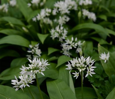  Allium ursinum 