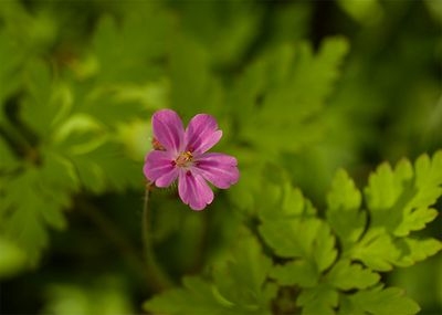 Geranium robertianum 