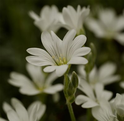 Cerastium tomentosum  