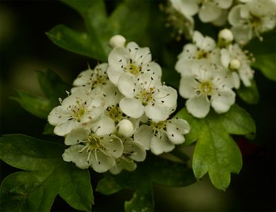 Crataegus monogyna