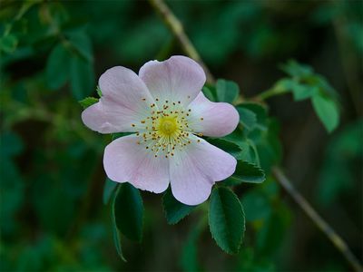 Rosa canina 