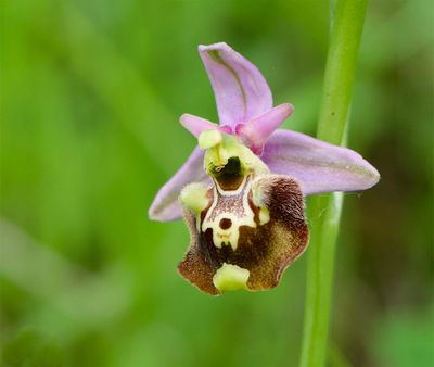 Ophrys holoserica