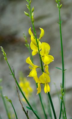 Cytisus scoparius 