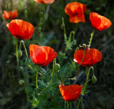 Papaver rhoeas  