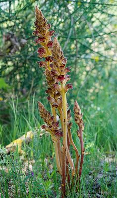 Orobanche