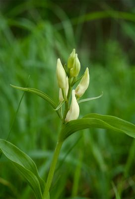 Cephalantera damasonium 