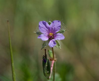 Erodium cicutarium