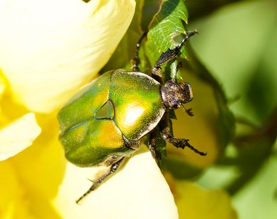 Cetonia aurata