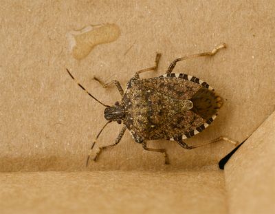 Halyomorpha halys