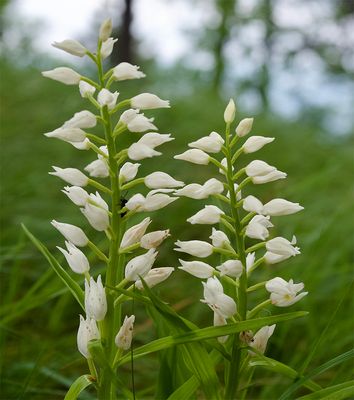 Cephalanthera longifolia  