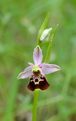 Ophrys holoserica 