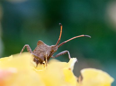 Coreus marginatus