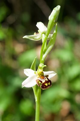 Ophrys apifera 