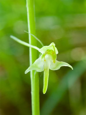 Platanthera chlorantha 