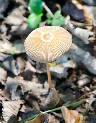 Parasola plicatilis 