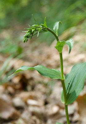 Epipactis helleborine